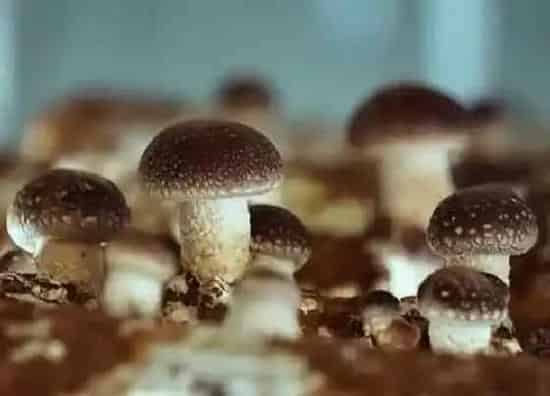 植物常识问题|蘑菇品种