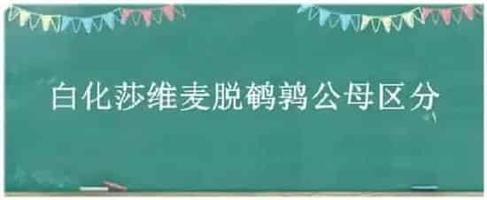 白化莎维麦脱鹌鹑公母区分 | 农业常识