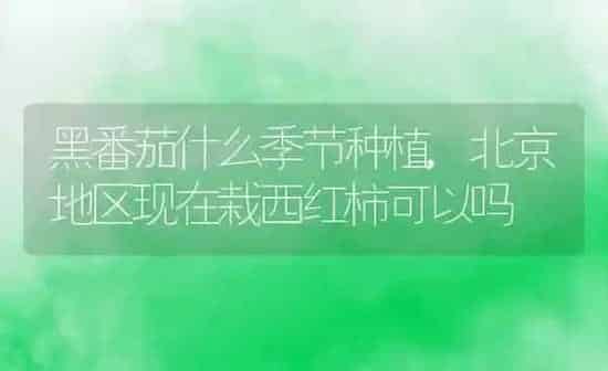 黑番茄什么季节种植,北京地区现在栽西红柿可以吗 | 养殖常见问题