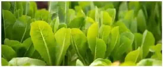 水培蔬菜怎么种植 | 科普知识