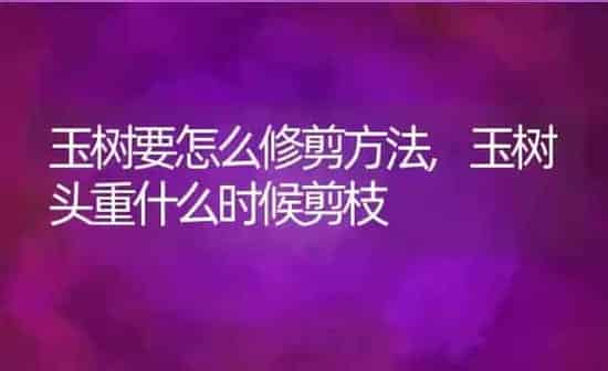 玉树要怎么修剪方法,玉树头重什么时候剪枝 | 养殖常见问题
