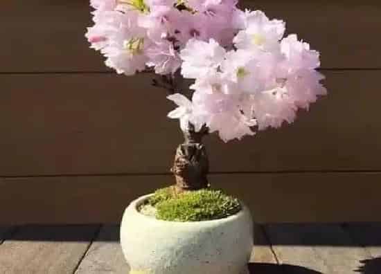 植物常识问题|樱花品种