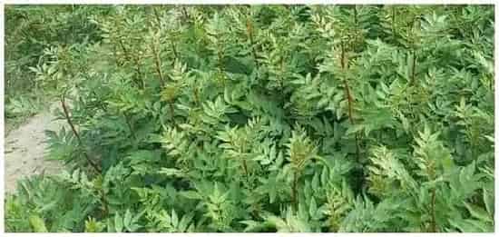 香椿露天矮化密植产量 | 三农答疑
