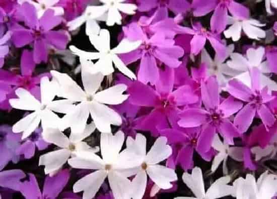 植物常识问题|樱花品种