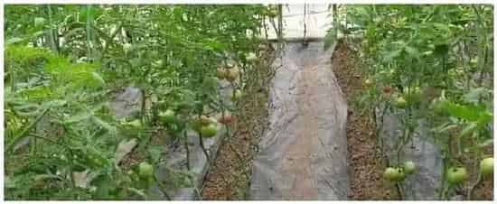 番茄畸形果是什么原因引起 | 农业问题