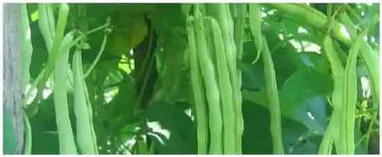 植物调节剂对人体有害吗 | 农业问题