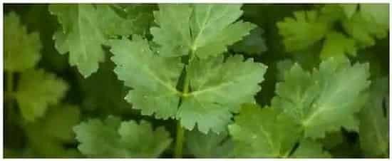 芹菜得了叶斑病怎么办 | 三农问答