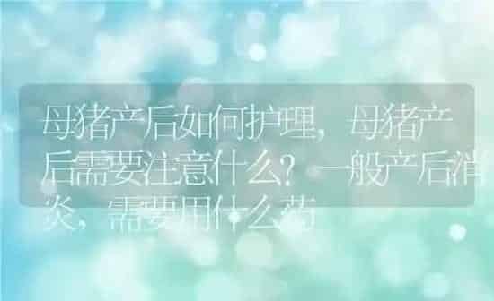 母猪产后如何护理,母猪产后需要注意什么？一般产后消炎，需要用什么药 | 养殖常见问题