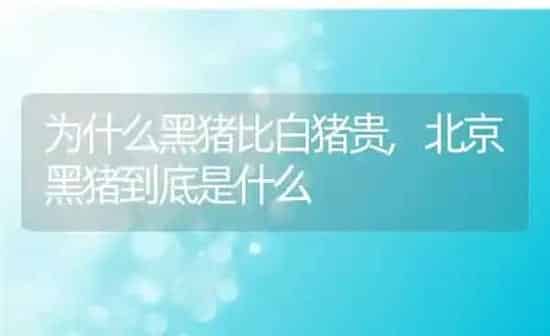 为什么黑猪比白猪贵,北京黑猪到底是什么 | 养殖常见问题