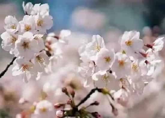 植物常识问题|樱花品种