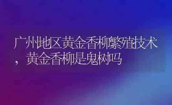 广州地区黄金香柳繁殖技术,黄金香柳是鬼树吗 | 养殖常见问题