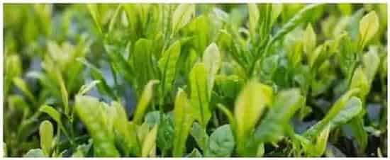 黄石产什么茶 | 三农问答