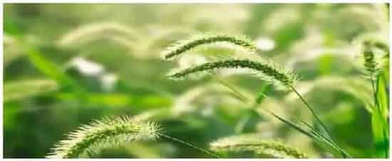 狗尾草是什么植物 | 农业问题