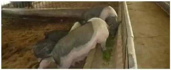 猪场生物安全包括哪些 | 农业问题