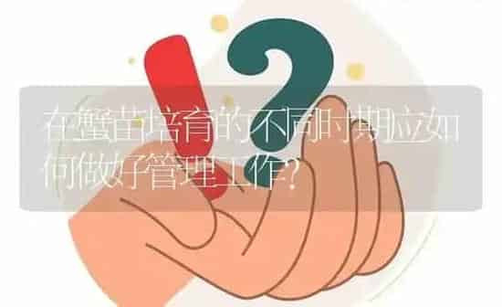 在蟹苗培育的不同时期应如何做好管理工作? | 养殖问题解答