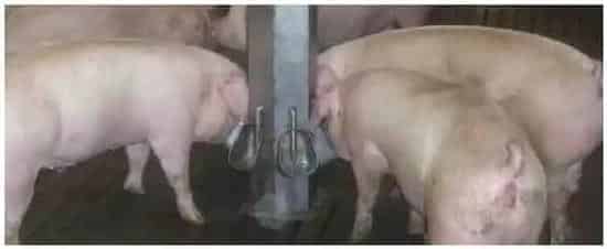 猪饮水器怎么安装养猪吃什么草长得快 | 农业问题