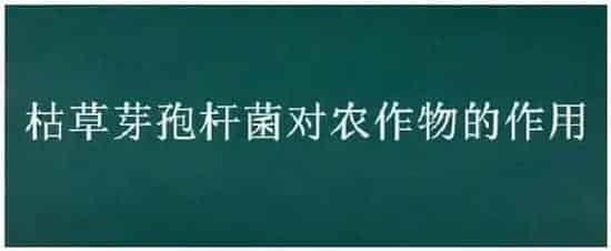 枯草芽孢杆菌对农作物的作用 | 农业问题