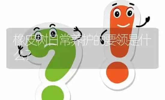 橡皮树日常养护的要领是什么? | 养殖问题解答