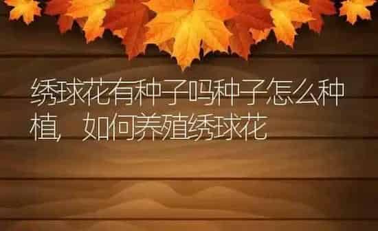 绣球花有种子吗种子怎么种植,如何养殖绣球花 | 养殖常见问题
