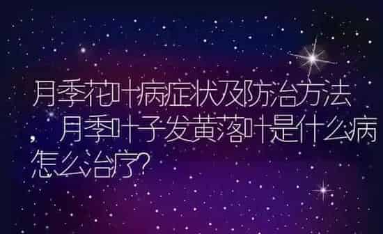 月季花叶病症状及防治方法,月季叶子发黄落叶是什么病怎么治疗？ | 养殖常见问题
