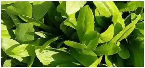 油麦菜容易长虫吗 | 科普知识