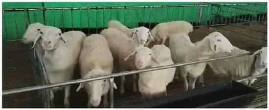 波尔山羊公羊多久成年 | 农业问题
