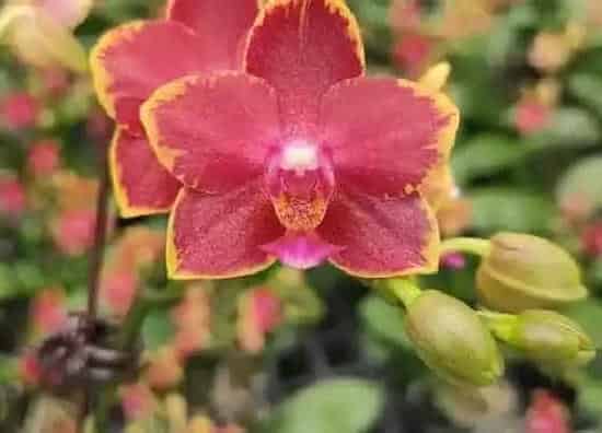 植物常识问题|蝴蝶兰新芽长到叶片上的原因