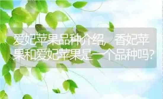 爱妃苹果品种介绍,香妃苹果和爱妃苹果是一个品种吗？ | 养殖常见问题