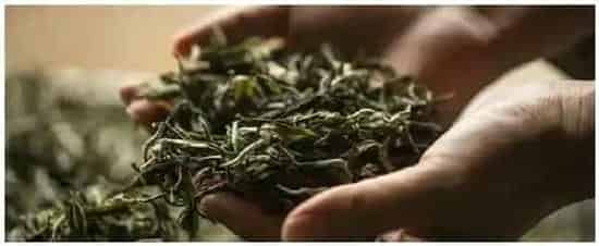 老白茶是什么茶品种 | 农业常识