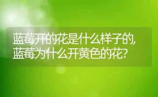 蓝莓开的花是什么样子的,蓝莓为什么开黄色的花？ | 养殖常见问题