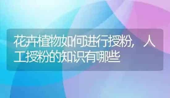 花卉植物如何进行授粉,人工授粉的知识有哪些 | 养殖常见问题