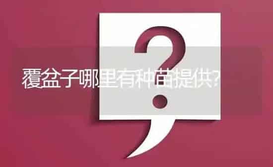 覆盆子哪里有种苗提供? | 养殖问题解答