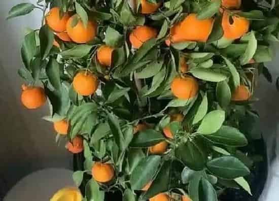 植物常识问题|怎样养护橘子盆栽 才能让它多开花多结果