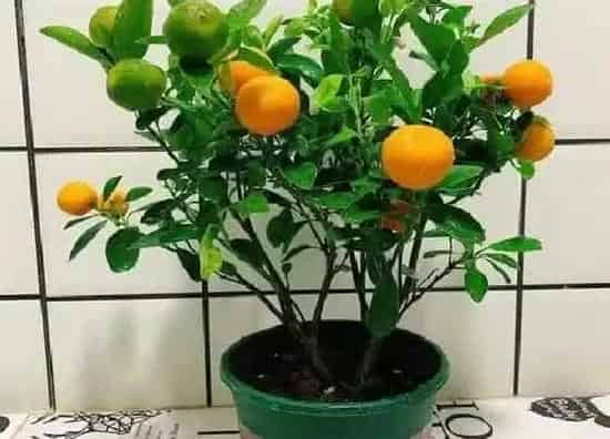 植物常识问题|怎样养护橘子盆栽 才能让它多开花多结果