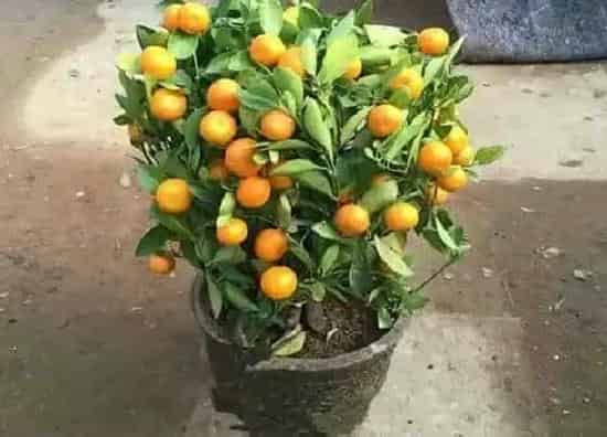 植物常识问题|怎样养护橘子盆栽 才能让它多开花多结果