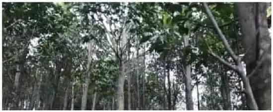 沉香树种植注意事项 | 生活常识