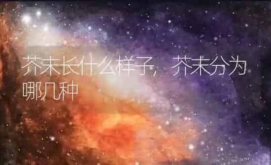 芥末长什么样子,芥末分为哪几种 | 养殖常见问题