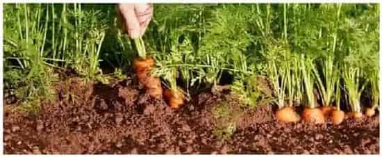 胡萝卜种植方法与管理 | 农业问题