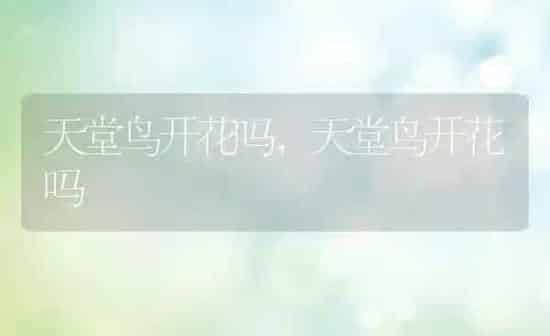 天堂鸟开花吗,天堂鸟开花吗 | 养殖常见问题