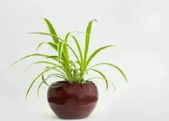 植物常识问题|吊兰如何扦插一盆变多盆