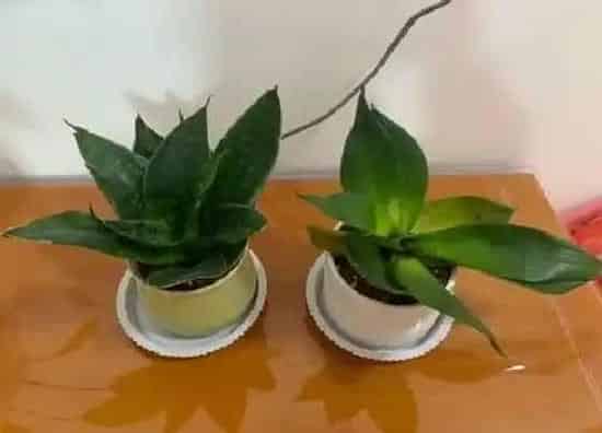 植物常识问题|虎皮兰爆芽旺季如何养护