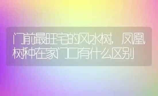 门前最旺宅的风水树,凤凰树种在家门口有什么区别 | 养殖常见问题