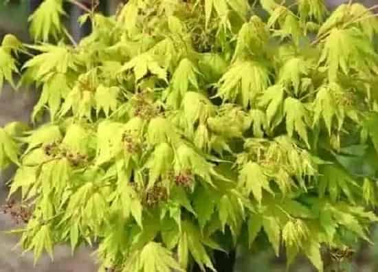 植物常识问题|枫树品种