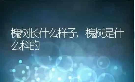 槐树长什么样子,槐树是什么科的 | 养殖常见问题