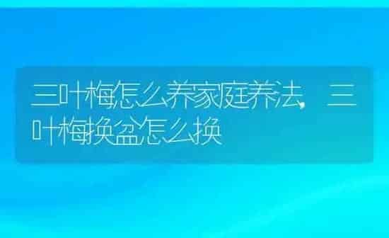 三叶梅怎么养家庭养法,三叶梅换盆怎么换 | 养殖常见问题