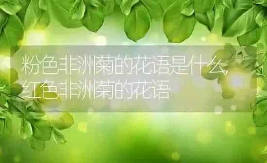 粉色非洲菊的花语是什么,红色非洲菊的花语 | 养殖常见问题
