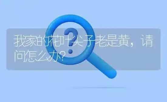 我家的花叶尖子老是黄,请问怎么办? | 养殖问题解答