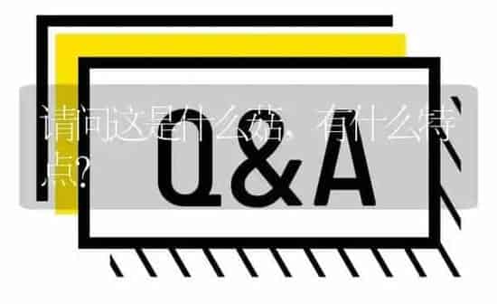 请问这是什么菇,有什么特点? | 养殖问题解答