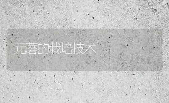 元蘑的栽培技术 | 养殖知识