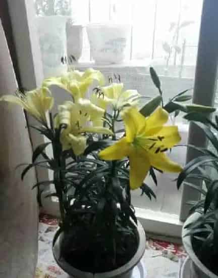 百合花开完花后植株如何处理,百合花开完后，根茎如何处理才能保证第二年继续开花？